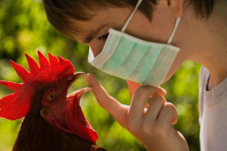 В Удмуртии выявлен птичий грипп