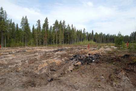100 миллионов рублей поступило в бюджет области от лесных аукционов за 1 квартал 2019 года