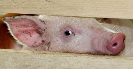 Африканская чума свиней на границе Кировской области