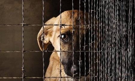 О недопустимости жестокого обращения с животными