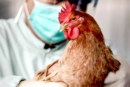 Осторожно "Патогенный вирус птичьего гриппа".